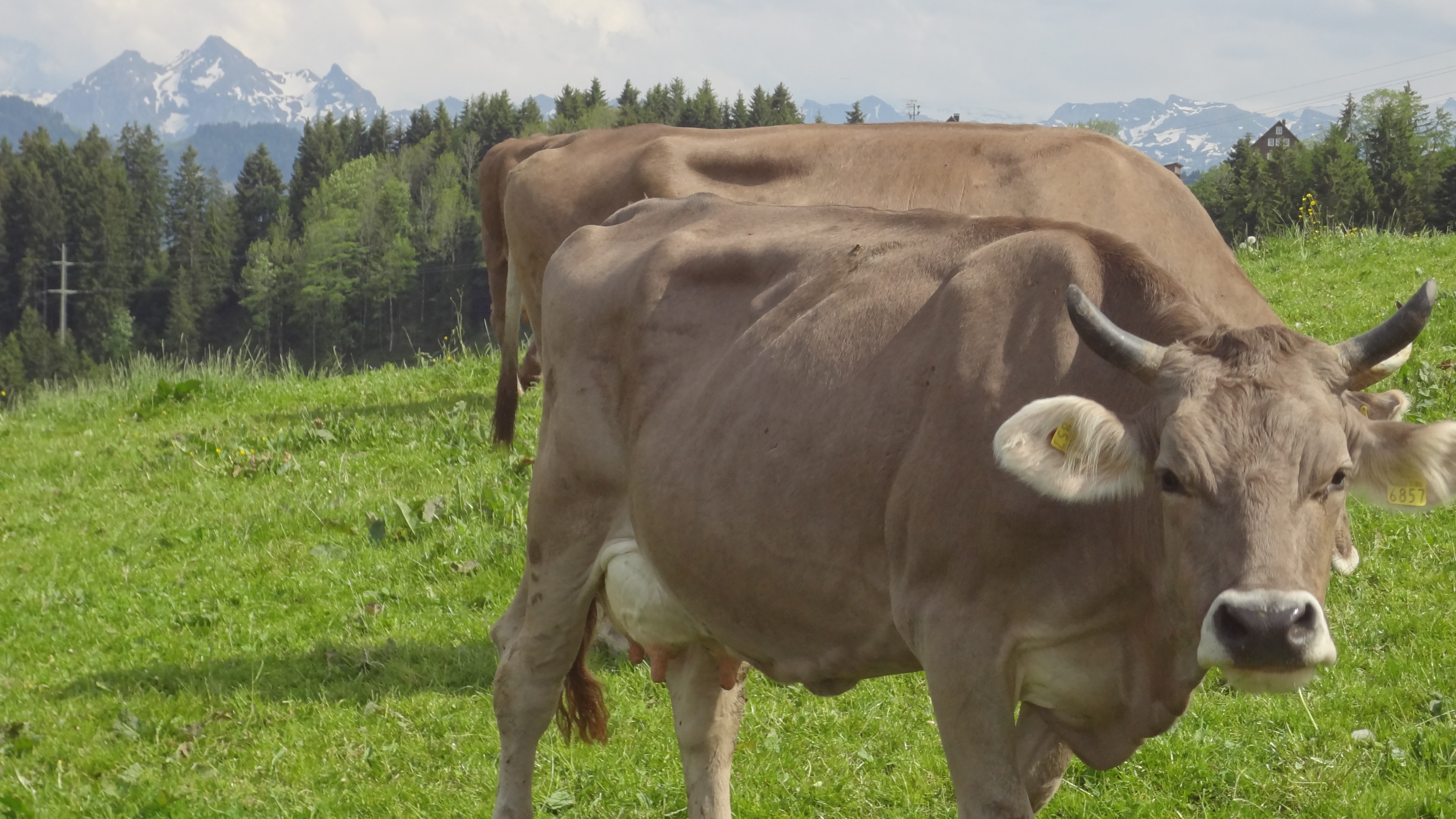 Cows and mountains