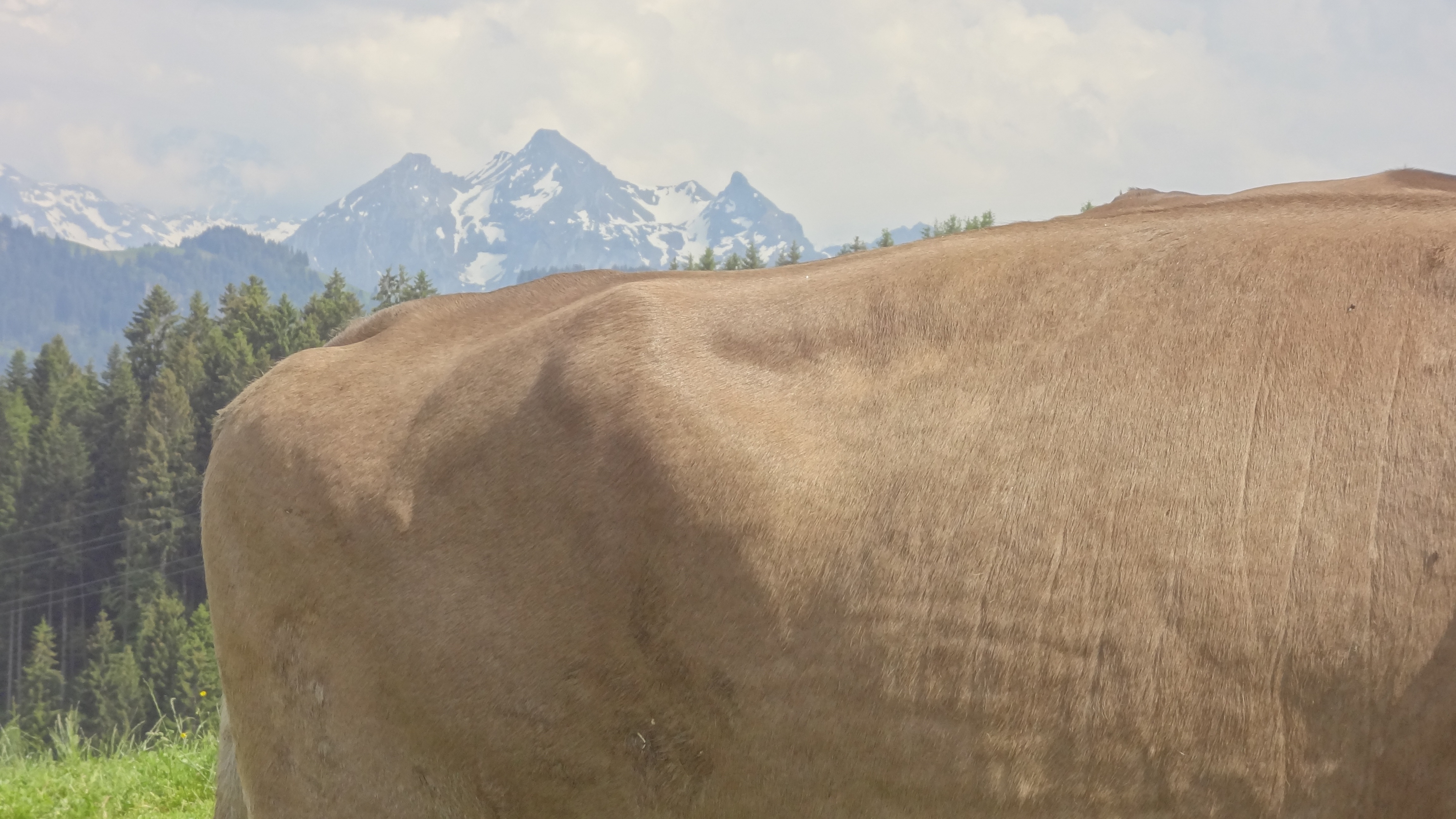 Leather and Alps1