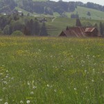 Meadow and house