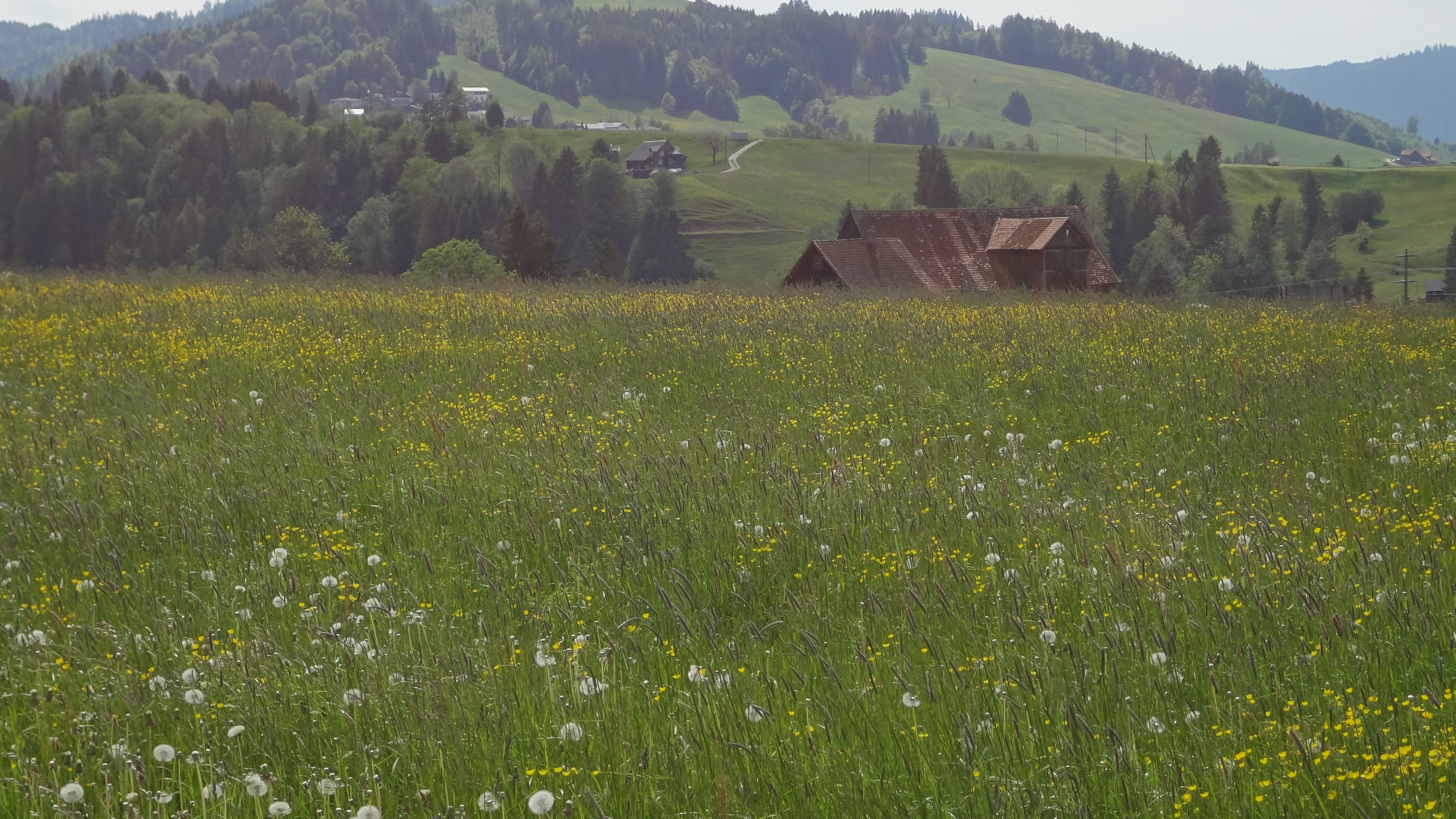 Meadow and house
