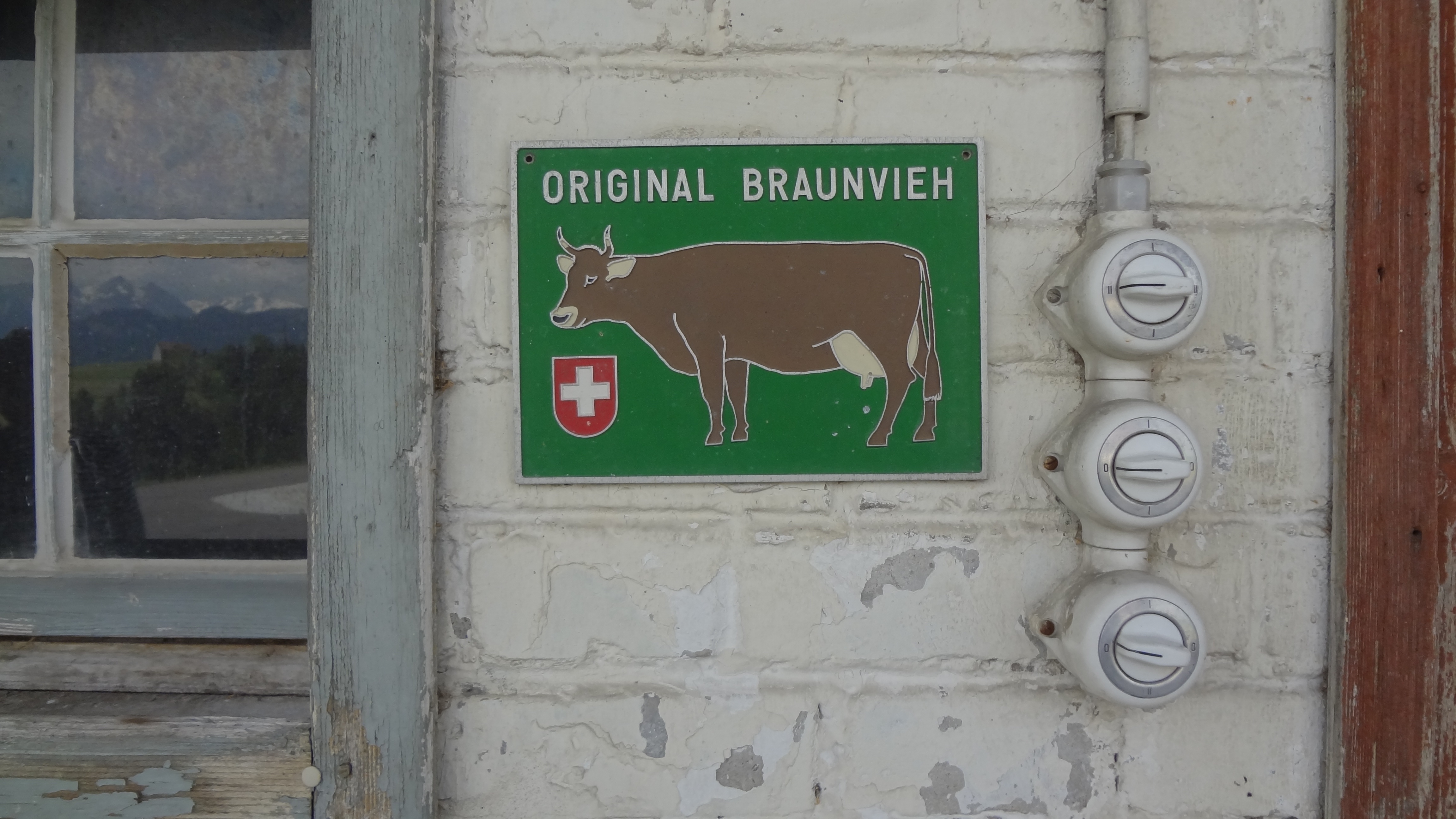 Original Braunvieh
