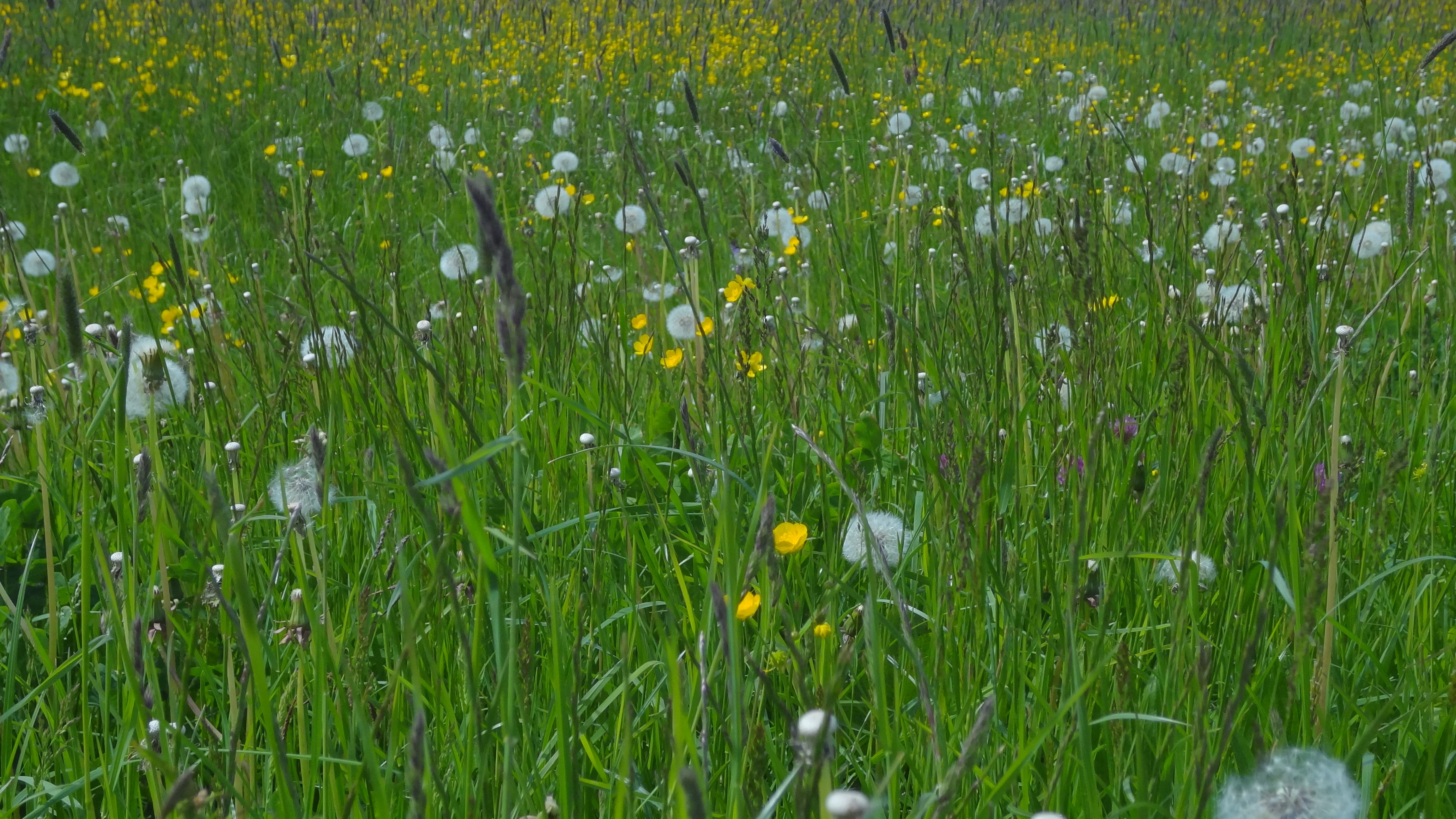 Wild flowers