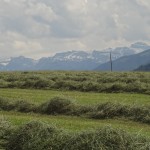 cut grass and Alps