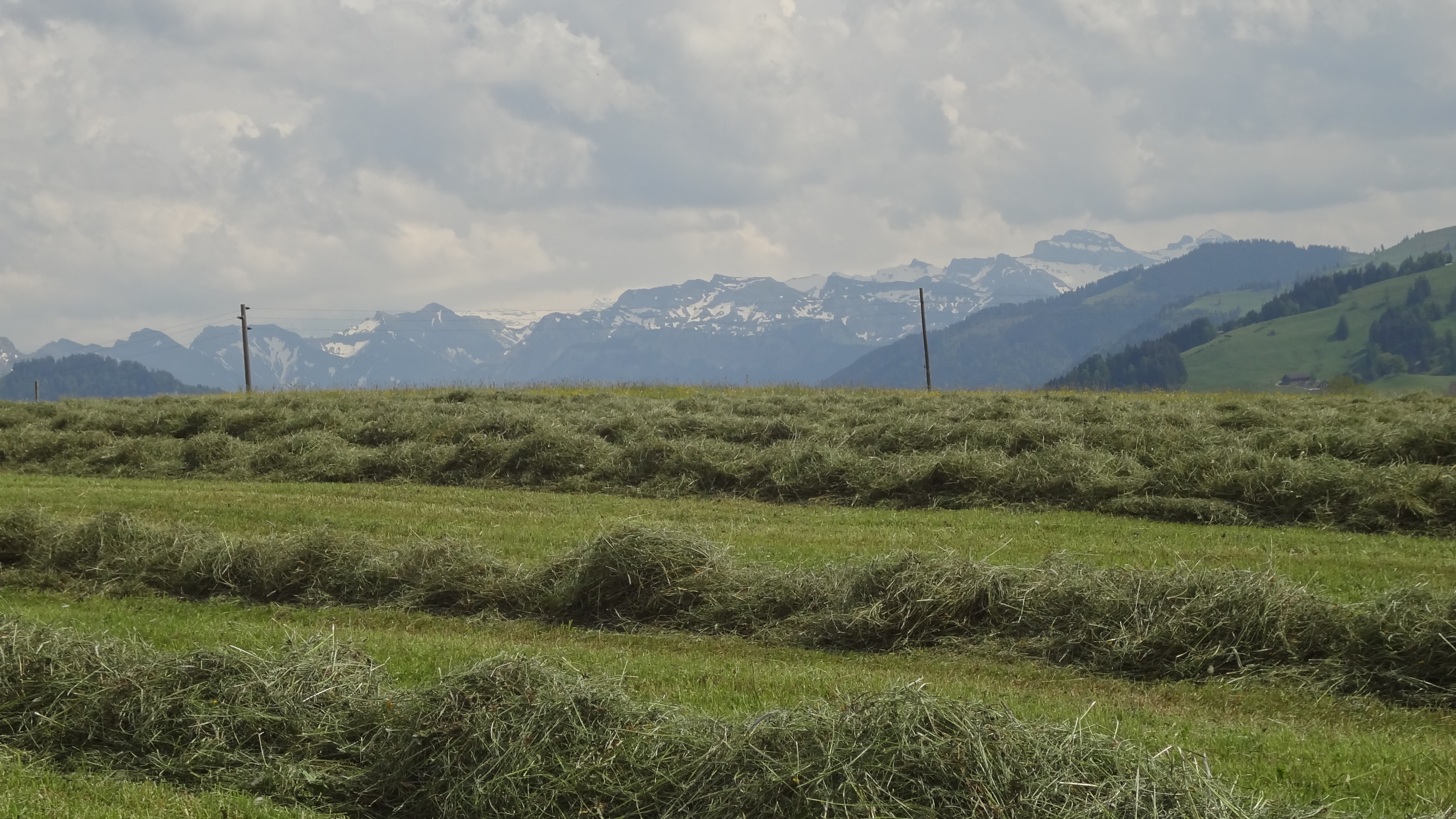 cut grass and Alps