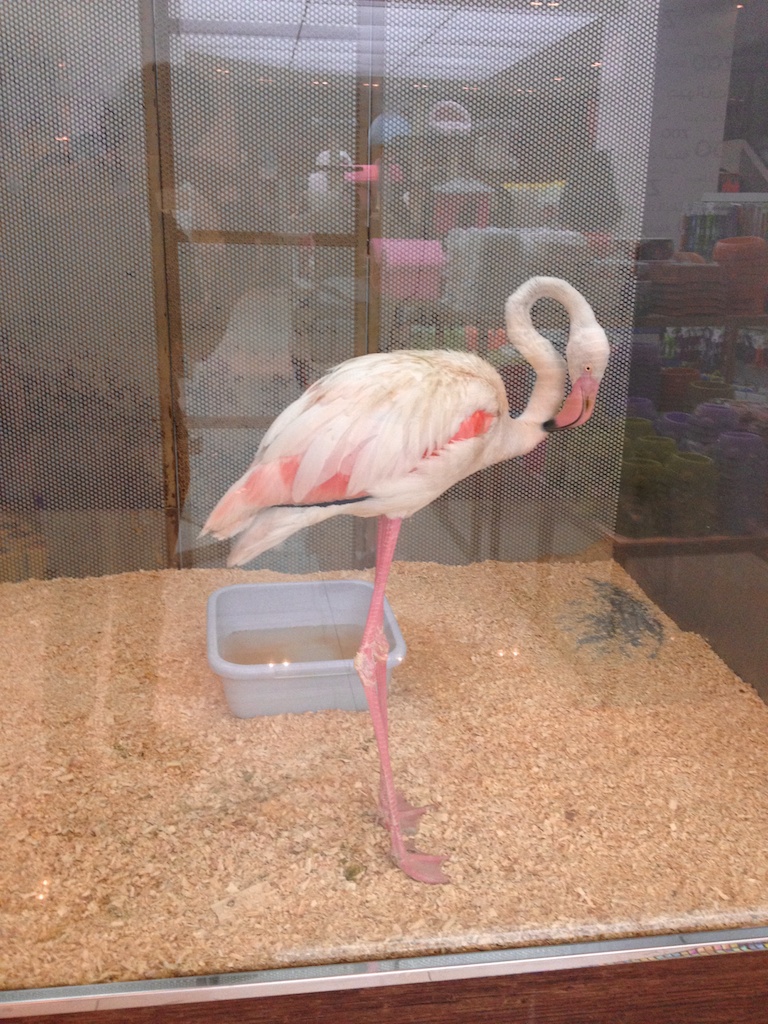 Pet shops are normally places of ill repute but this one with a pink flamingo is outrageously cruel.